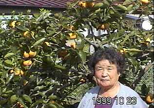 おばあちゃんの写真３＞１９９９年１０月撮影＞今年は畠の甘夏みかんが豊作です。