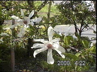 白もくれんの花＞＞直径１０センチ、花びらは１０枚。