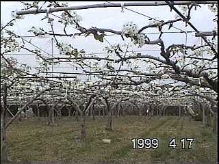 梨の木はぶどう棚と同じような棚を作り、枝を棚にはわせて、実がぶら下がるようにします。