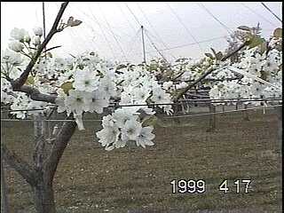梨の花は真っ白です。